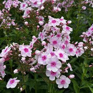 Phlox paniculata Luminary® 'Opalescence'