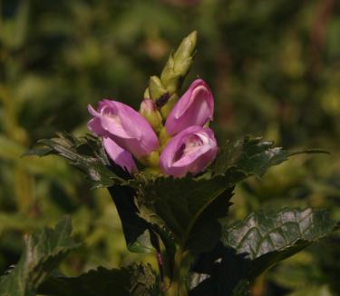 Chelone lyonii 'Hot Lips' - Turtlehead