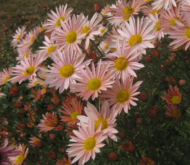  Chrysanthemum Sheffield