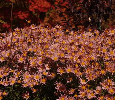 Chrysanthemum Sheffield