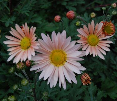 Chrysanthemum 'Sheffield'