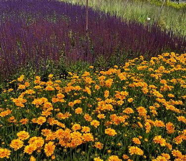 Coreopsis grandiflora 'Early Sunrise' - Tickseed from Pleasant Run Nursery