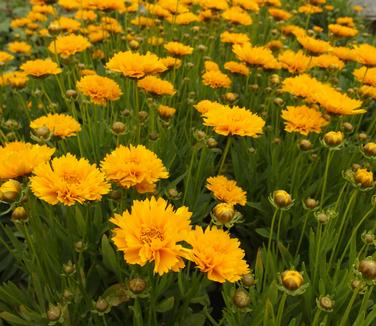 Coreopsis grandiflora Early Sunrise 