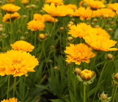 Coreopsis grandiflora Early Sunrise 