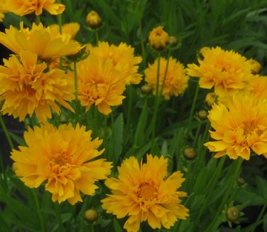 Coreopsis grandiflora Early Sunrise