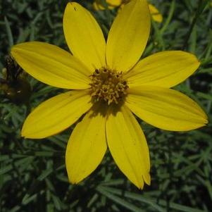 Coreopsis verticillata Zagreb