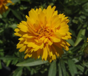 Coreopsis grandiflora 'Early Sunrise'