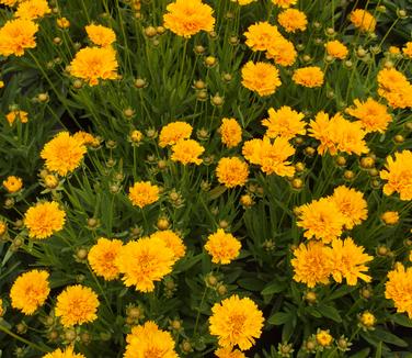 Coreopsis grandiflora Early Sunrise 