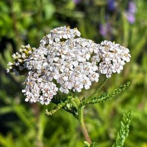 Achillea millefolium 