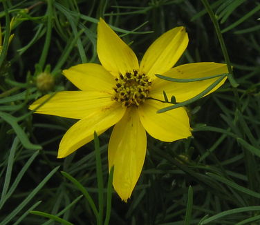 Coreopsis verticillata Moonbeam