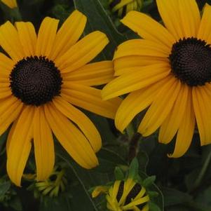 Rudbeckia fulgida var. sullivantii Goldsturm