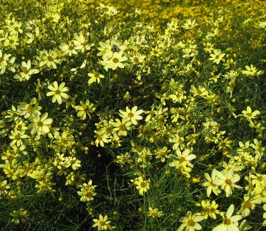 Coreopsis verticillata Moonbeam - Tickseed