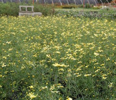 Coreopsis verticillata 'Moonbeam'