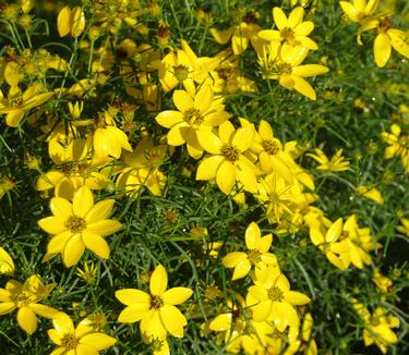 Coreopsis verticillata Zagreb - Threadleaf Tickseed