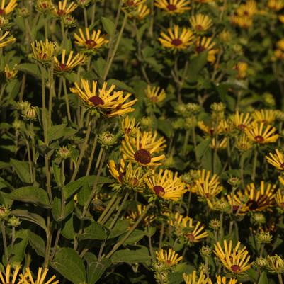 Rudbeckia subtomentosa Little Henry