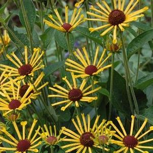 Rudbeckia subtomentosa Henry Eilers