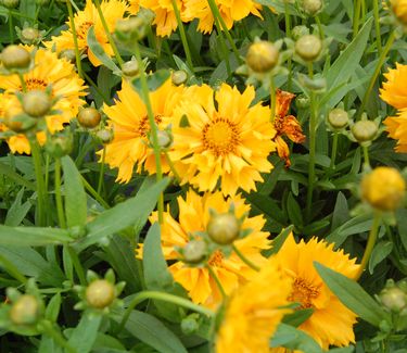 Coreopsis x 'Jethro Tull' 