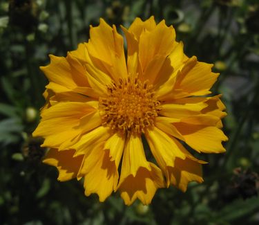 Coreopsis x 'Jethro Tull'