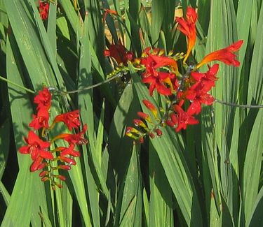 Crocosmia 'Lucifer' - Montbretia