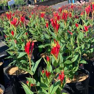 Spigelia marilandica Little Red Head