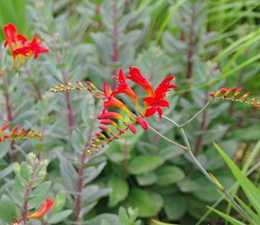 Crocosmia 'Lucifer' - Montbretia