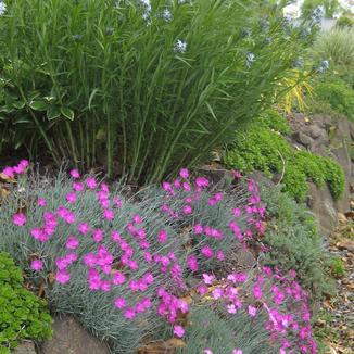 Dianthus gratianopolitanus Firewitch