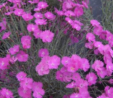 Dianthus gratianopolitanus Firewitch