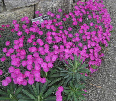 Dianthus gratianopolitanus Firewitch (@ Wave Hill)