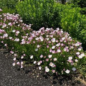 Oenothera berlanderi Siskiyou