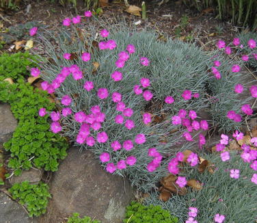 Dianthus gratianopolitanus 'Firewitch' - Cheddar Pinks