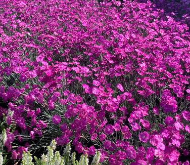 Dianthus gratianopolitanus Firewitch 