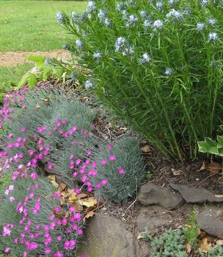 Dianthus gratianopolitanus Firewitch - Cheddar Pinks