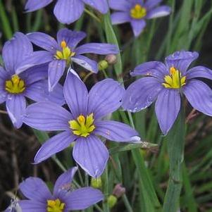 Sisyrinchium angustifolium Lucerne