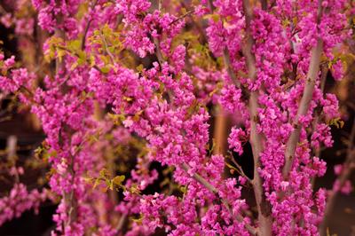 Cercis canadensis Ace of Hearts - Eastern Redbud