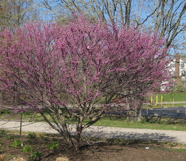 Cercis canadensis Ace of Hearts - Eastern Redbud