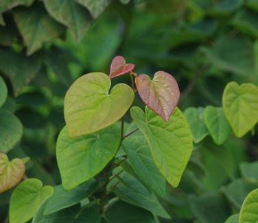 Cercis canadensis Ace of Hearts - Eastern Redbud