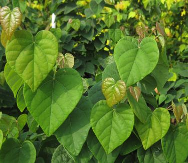 Cercis canadensis Ace of Hearts - Eastern Redbud