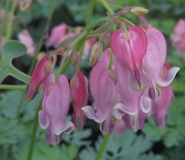 Dicentra x 'King of Hearts' - Fringed Bleeding Heart