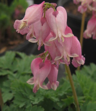 Dicentra x Luxuriant 