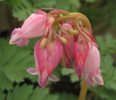 Dicentra x 'Luxuriant'