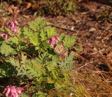 Dicentra x Luxuriant