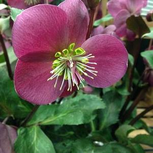 Helleborus x Frostkiss® 'Anna's Red'