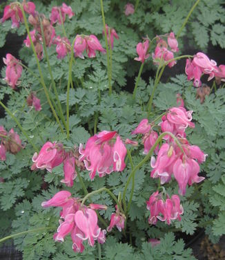 Dicentra x Luxuriant 