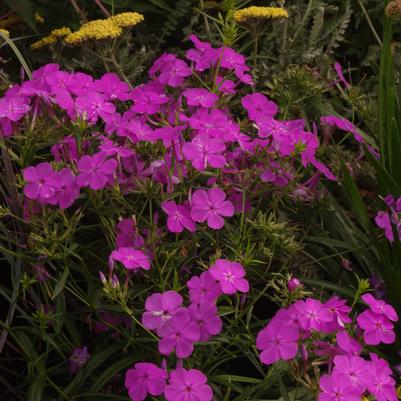 Phlox x Wanda