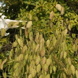 Chasmanthium latifolium 