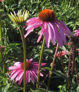 Echinacea purpurea Magnus - Purple Coneflower