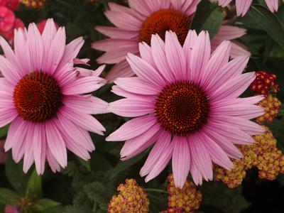 Echinacea purpurea Magnus 