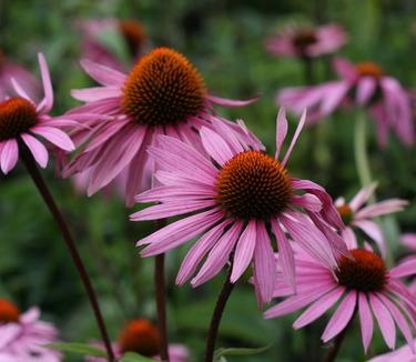 Echinacea purpurea Magnus - Purple Coneflower 