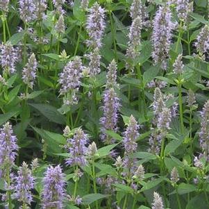 Agastache x Blue Fortune