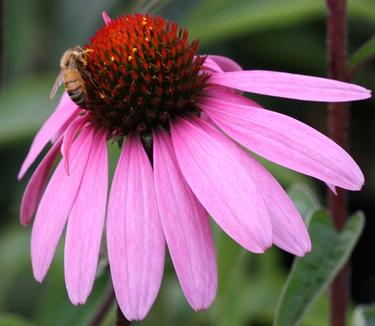 Echinacea purpurea Magnus - Purple Coneflower 